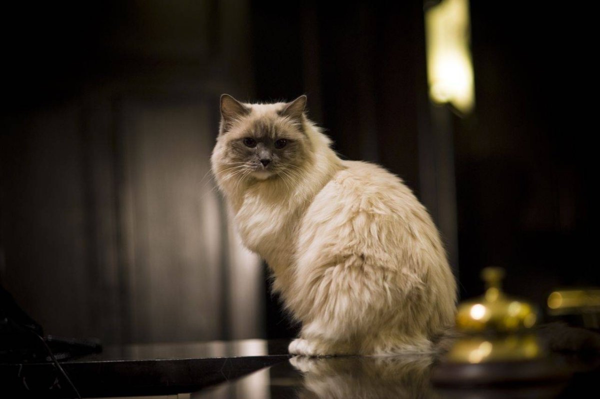 Рэгдолл кошка