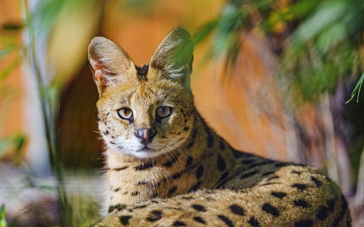 Сервал кошка