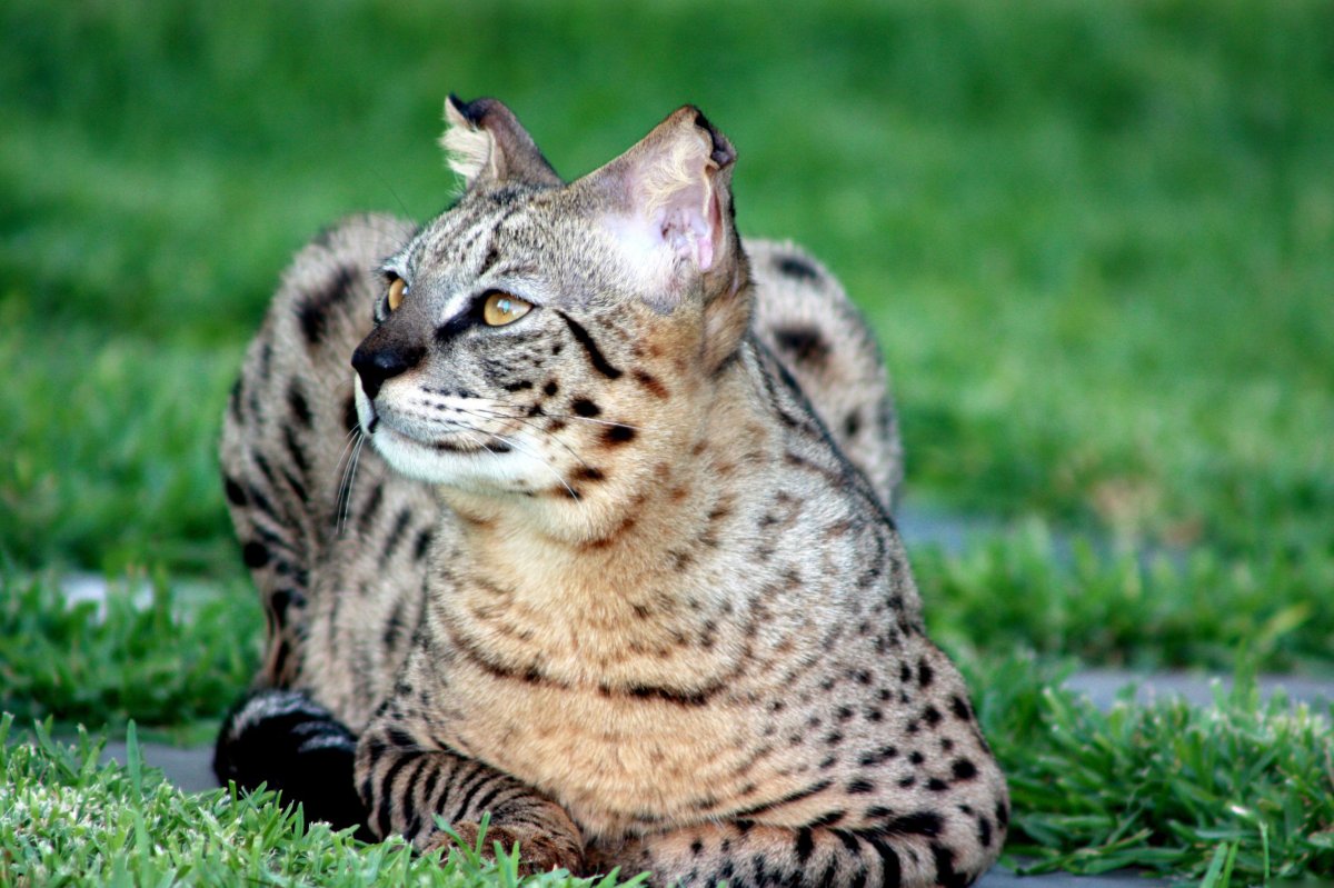 Кошка Ашера