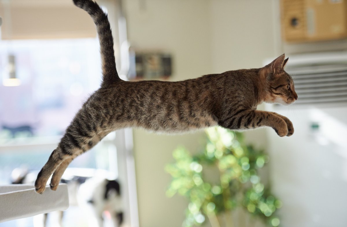 Кот прыгает