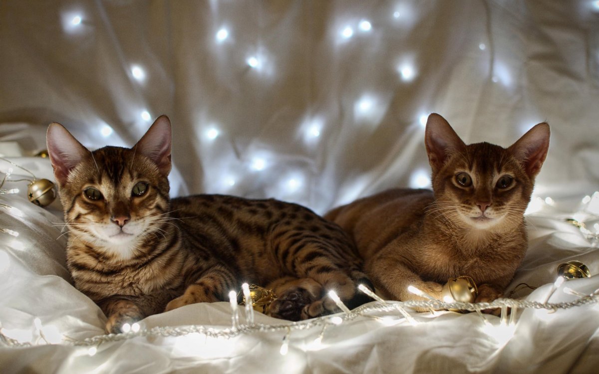 Бенгальский абиссинец