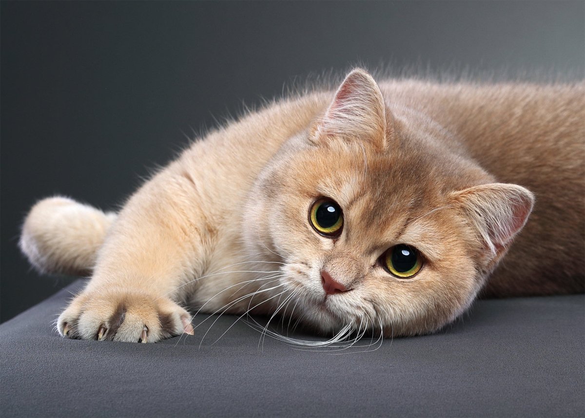 Золотая шиншилла