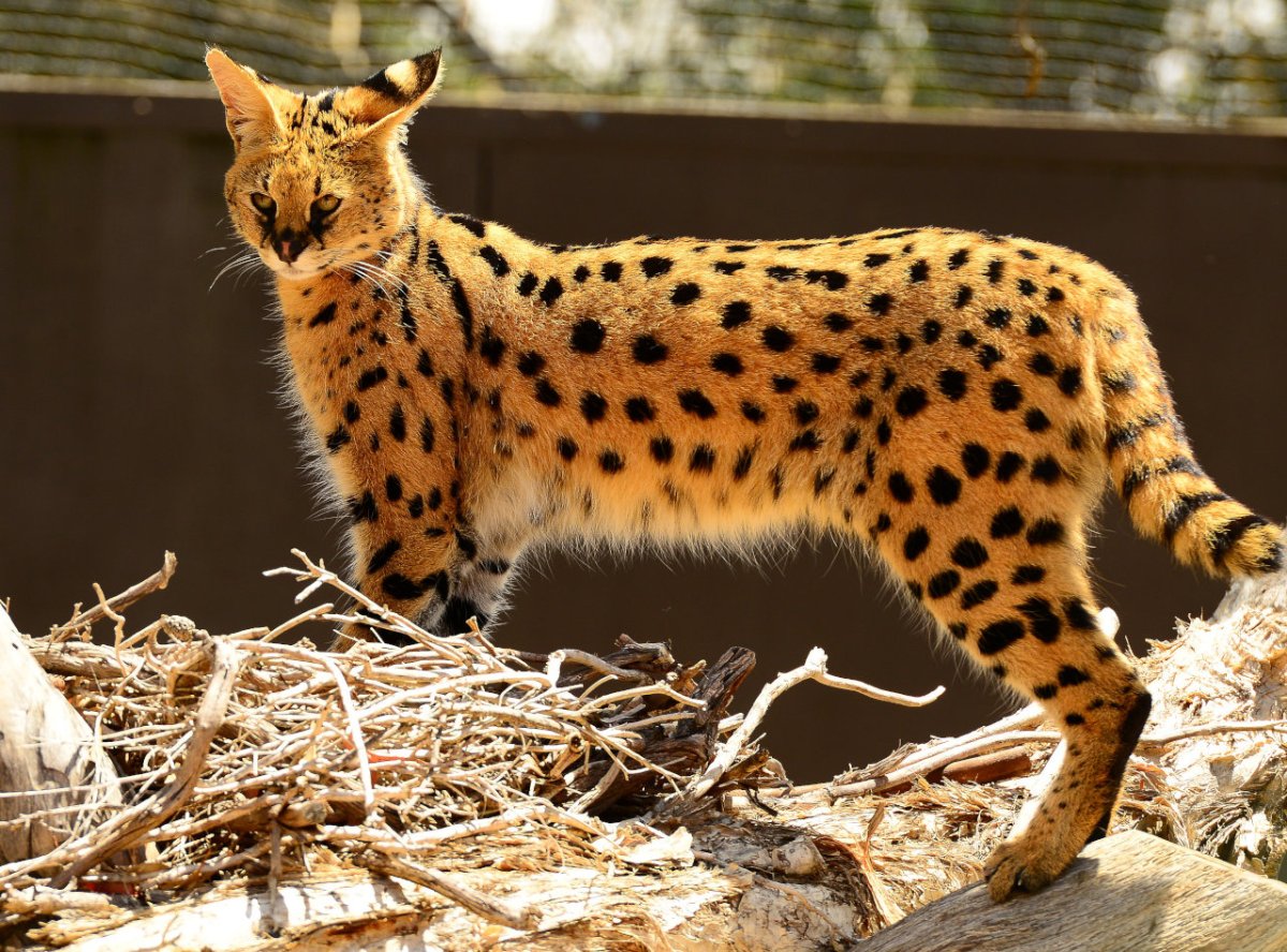 Сервал (Leptailurus Serval),