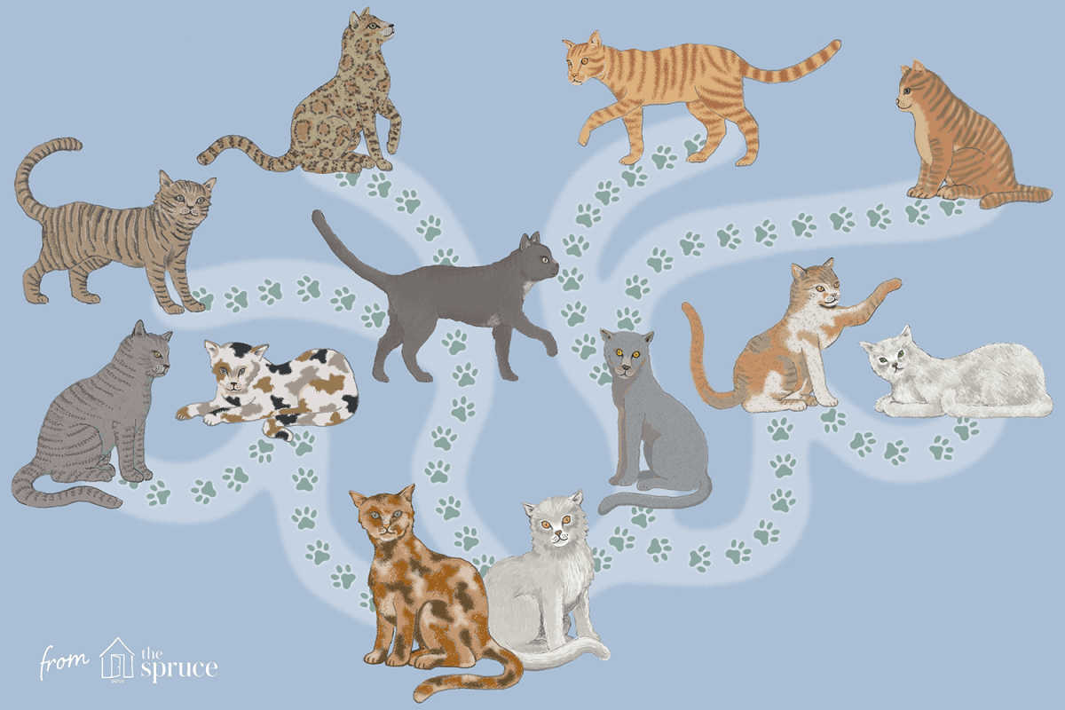 Породы кошек конфетти