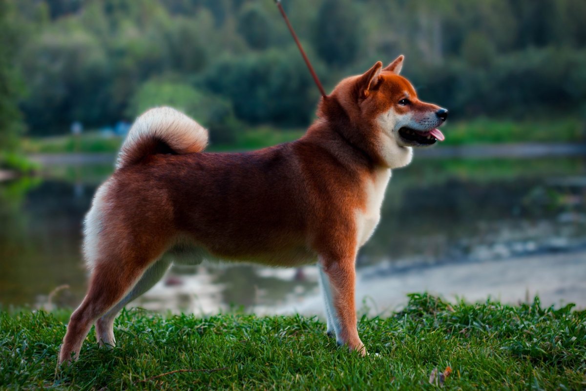 Шиба ину