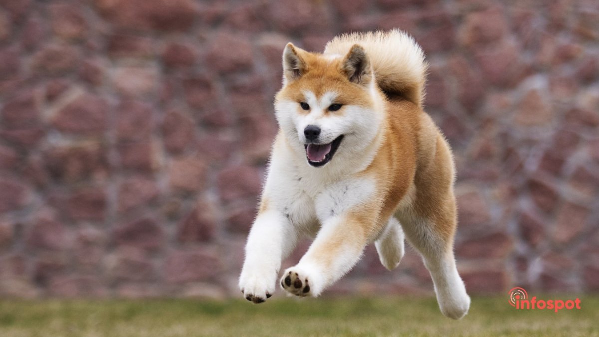 Японская собака сиба ину
