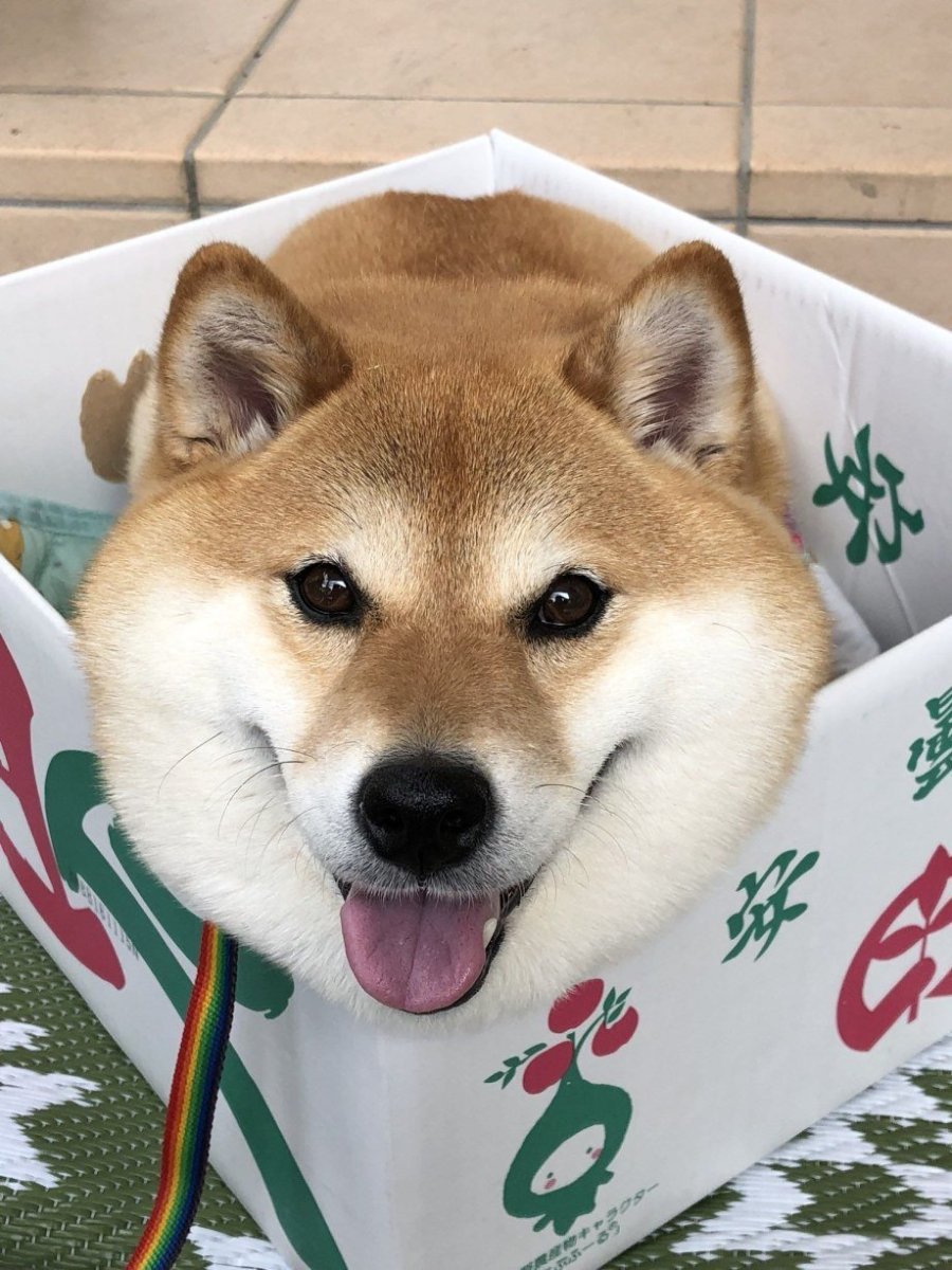 Акита-ину и сиба-ину