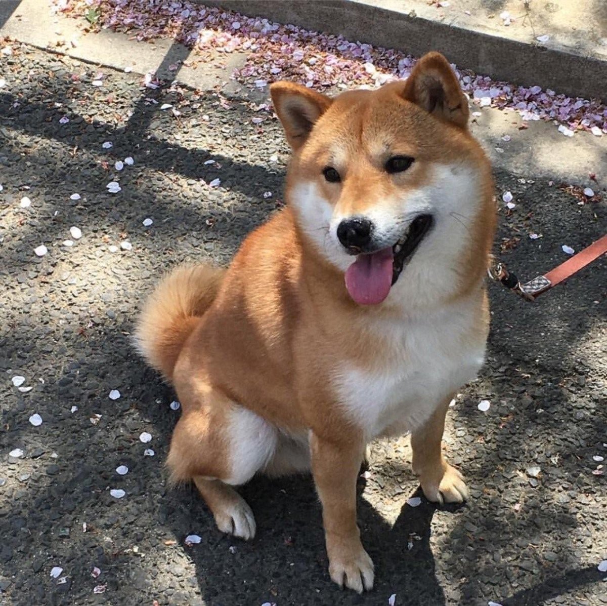 Шиба ину и сиба ину