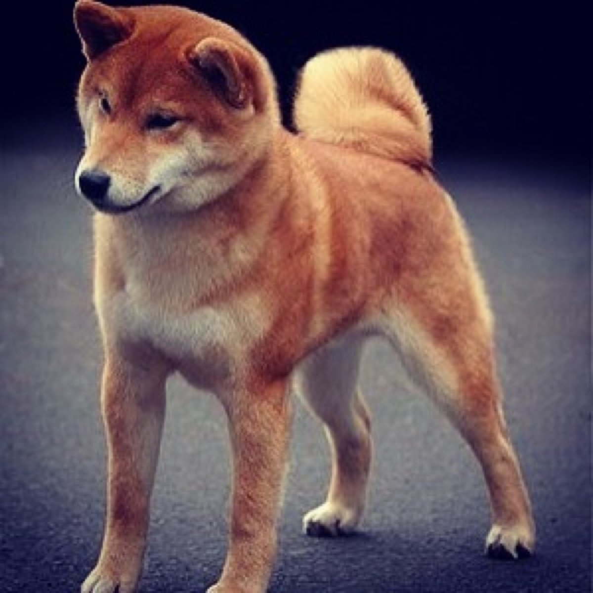 Порода сиба ину