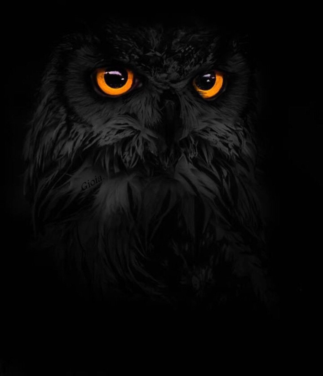 Сова на темном фоне