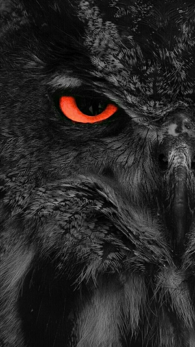 Черный Филин