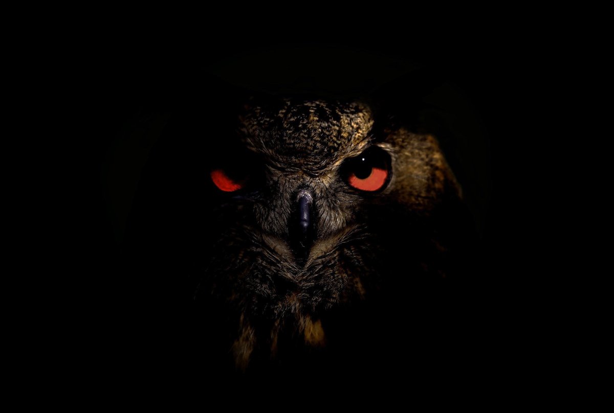 Сова на темном фоне