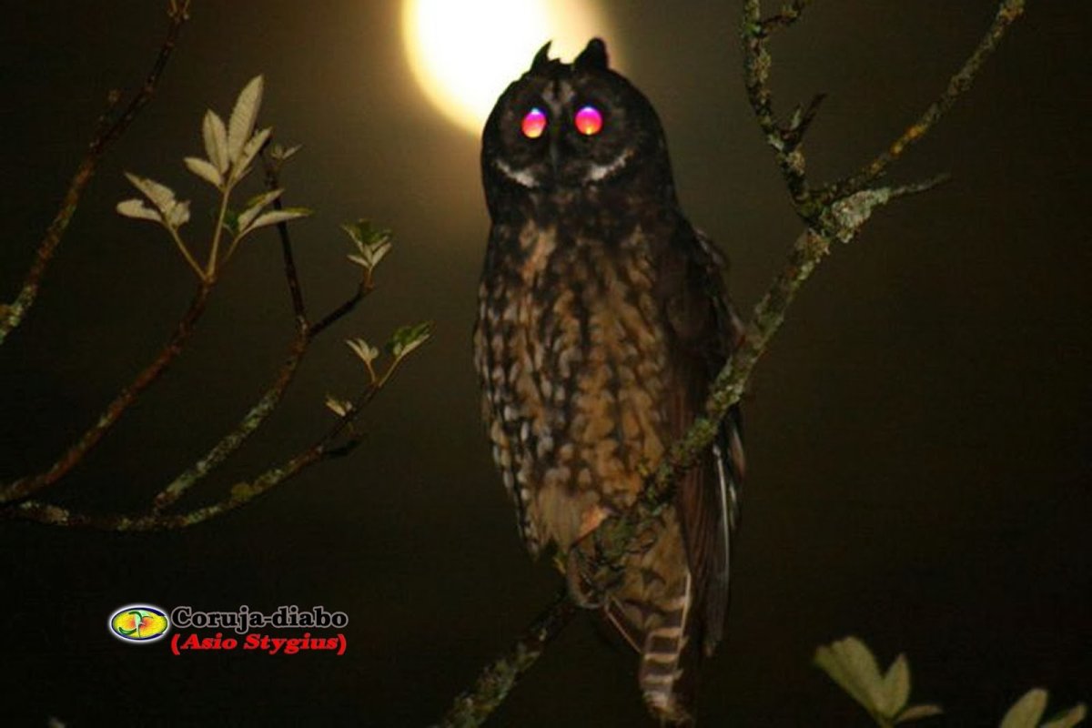 Стигиан Сова