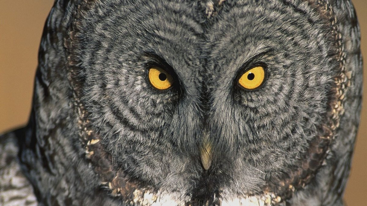 Чучело Совы неясыть