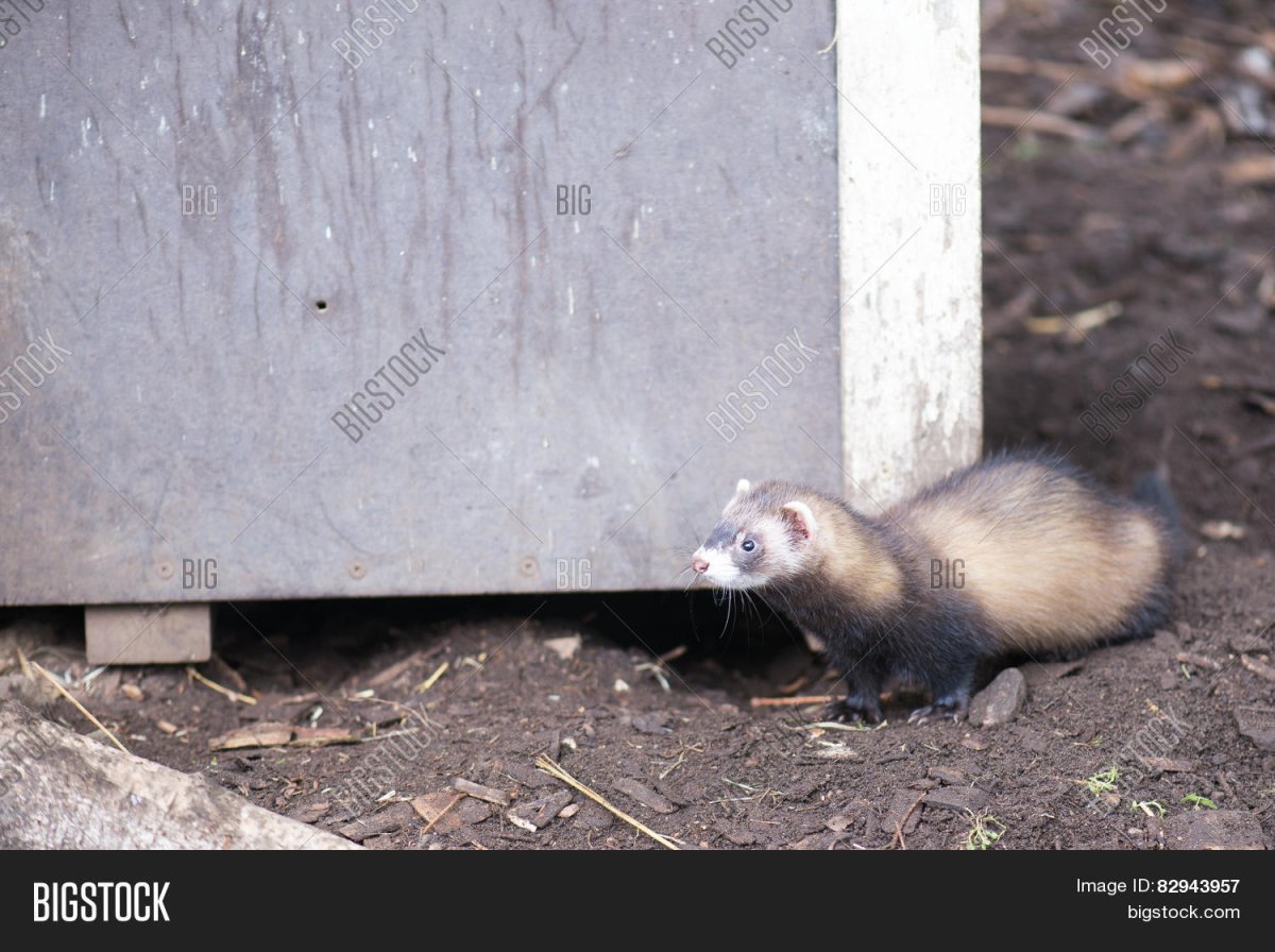 Нора хорька