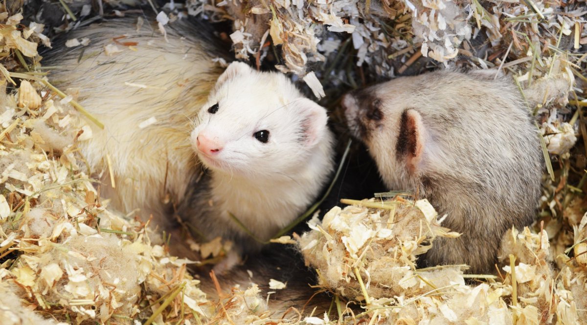 Лесной хорёк