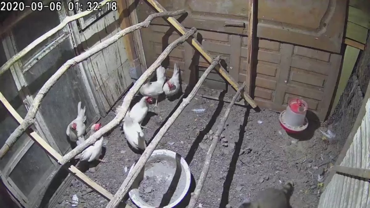 Курятник ночью