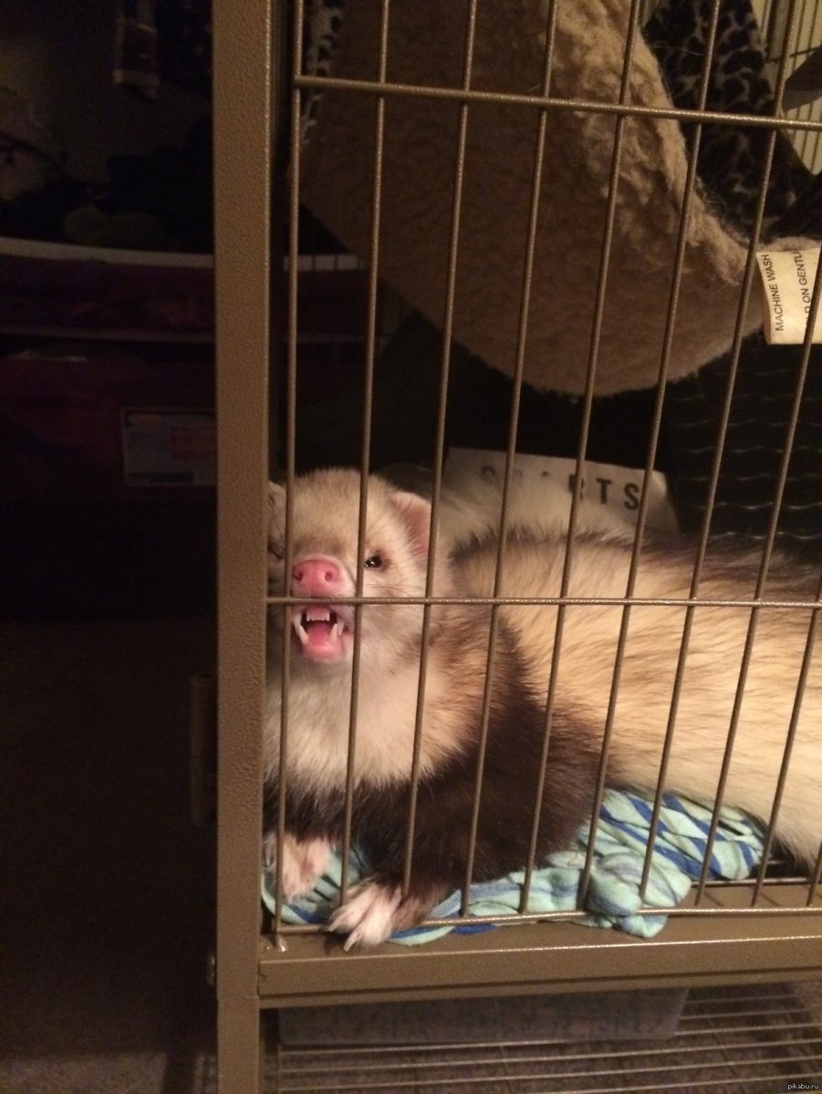 Хорек в курятнике