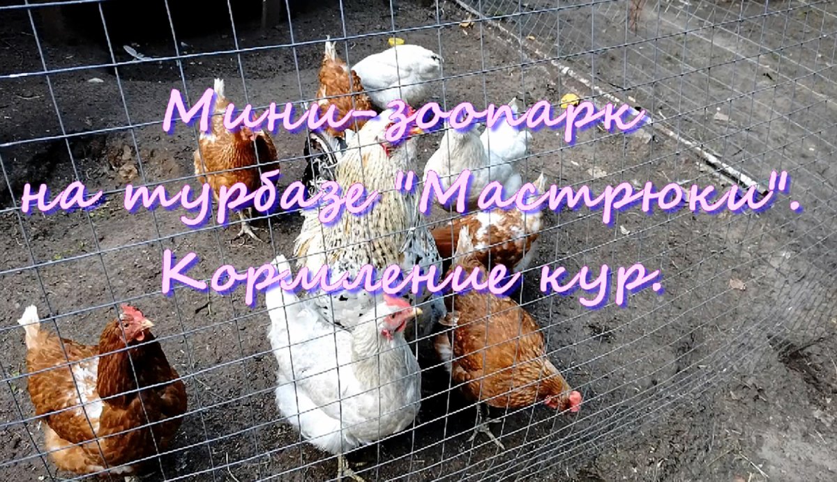 Курица села на яйца а еще зима