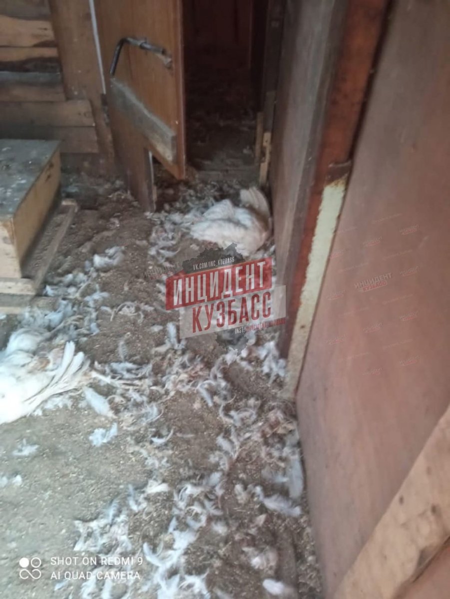 Задушили собачьим поводком