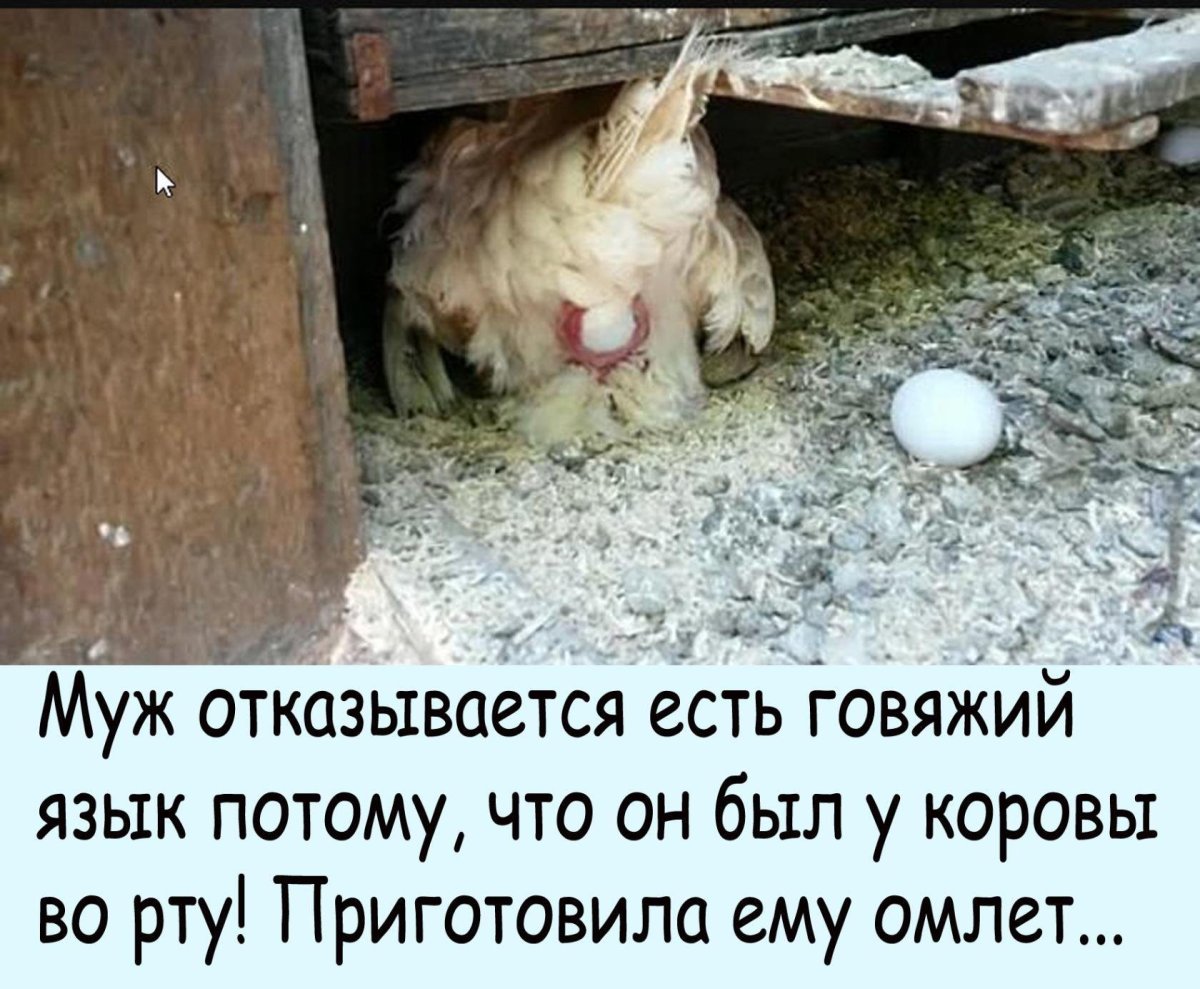 Яйца в курятнике