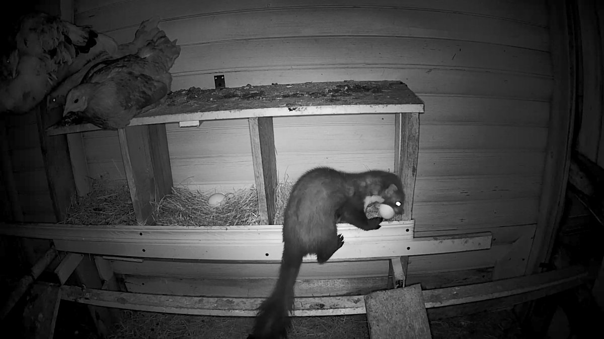 ЛАЗ В курятнике