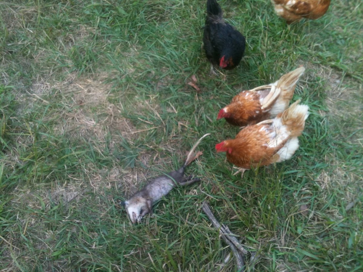 Животные которые едят курей