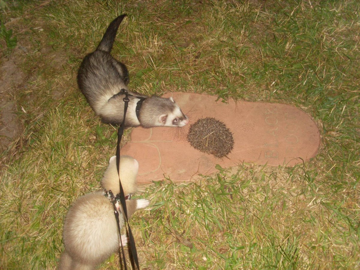 Ежик на охоте