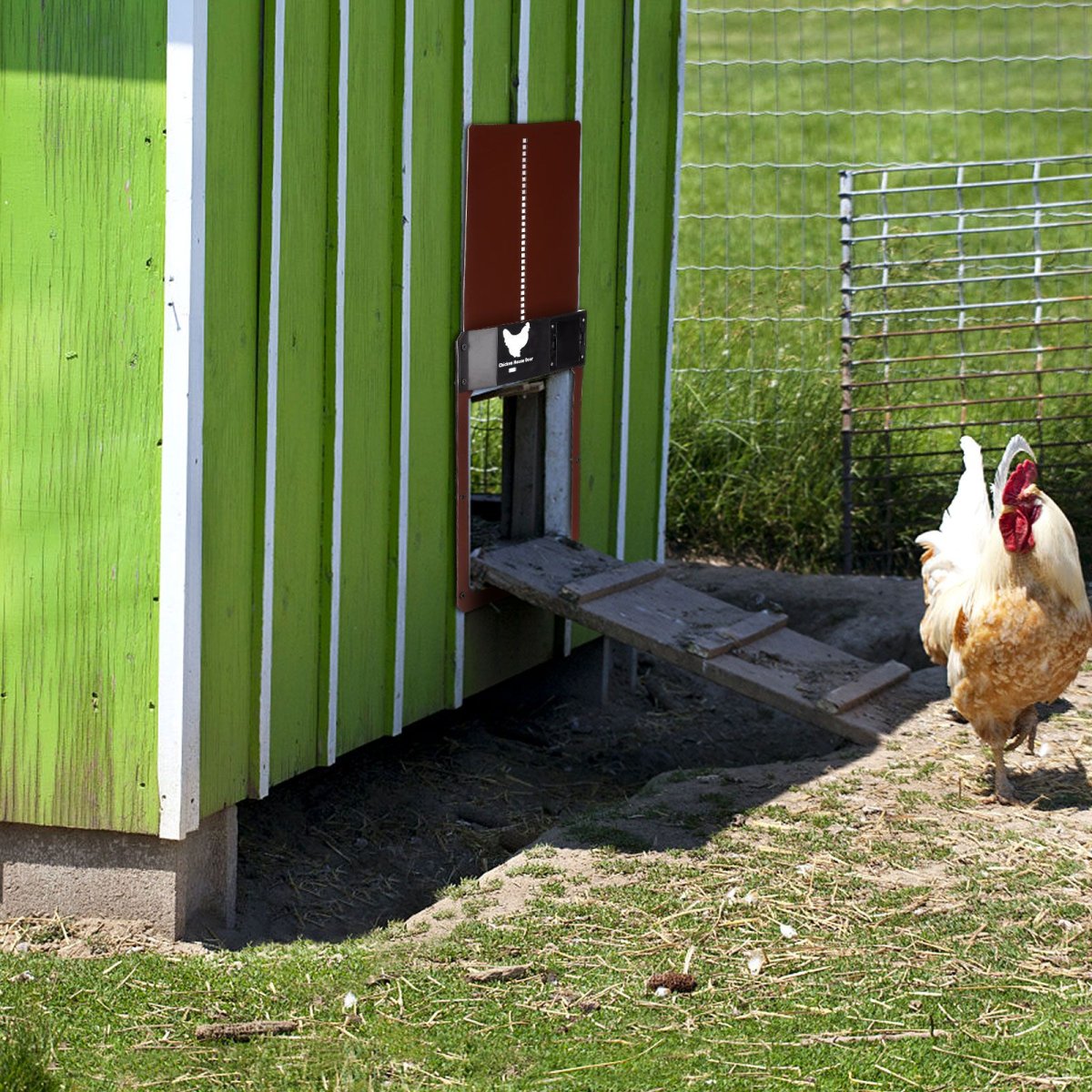 Курятник в деревне