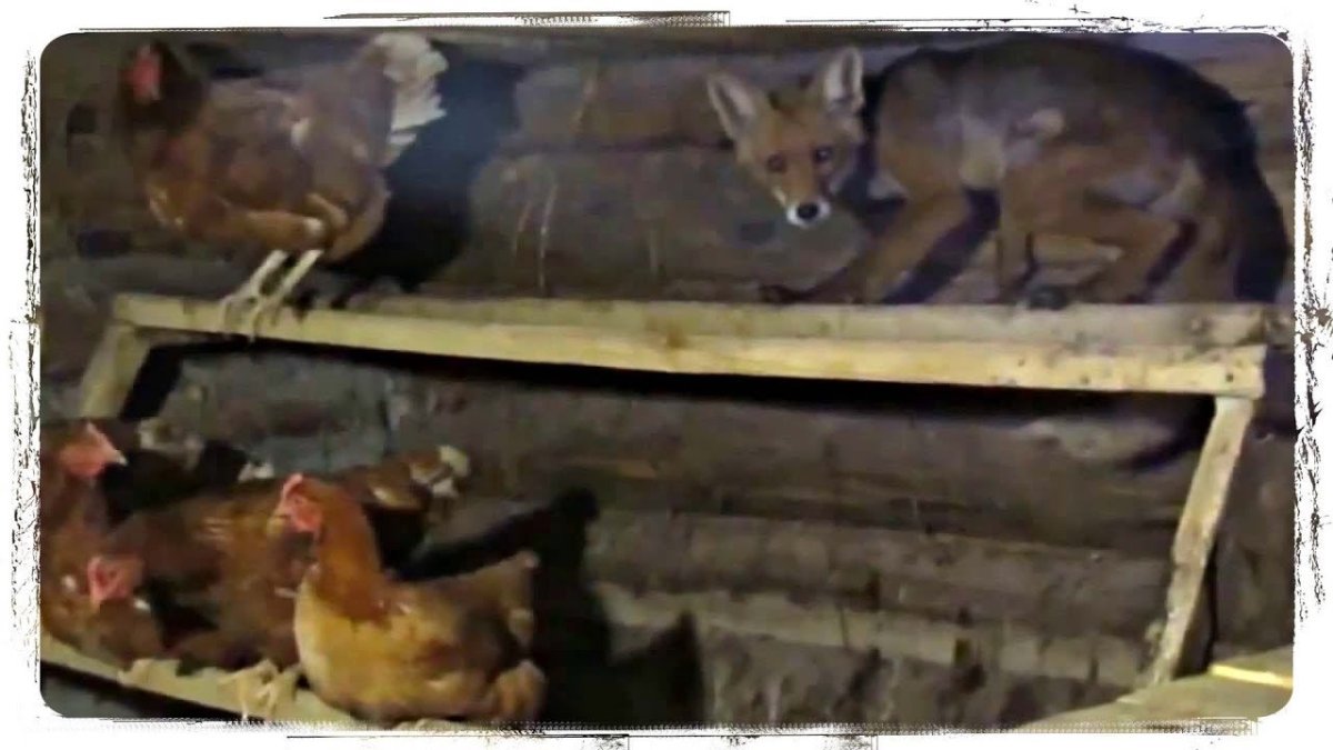 Курицы в курятнике