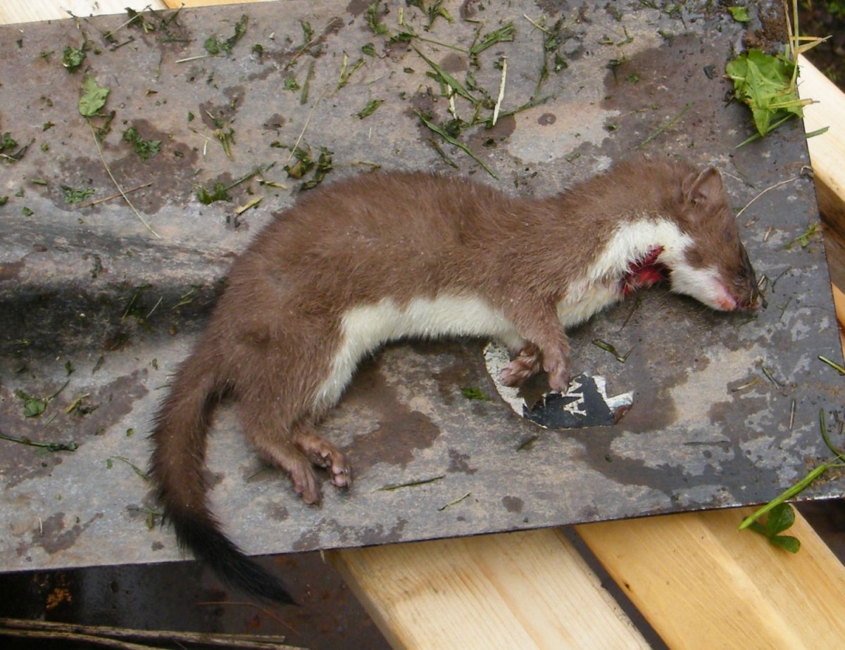 Крыса ласка