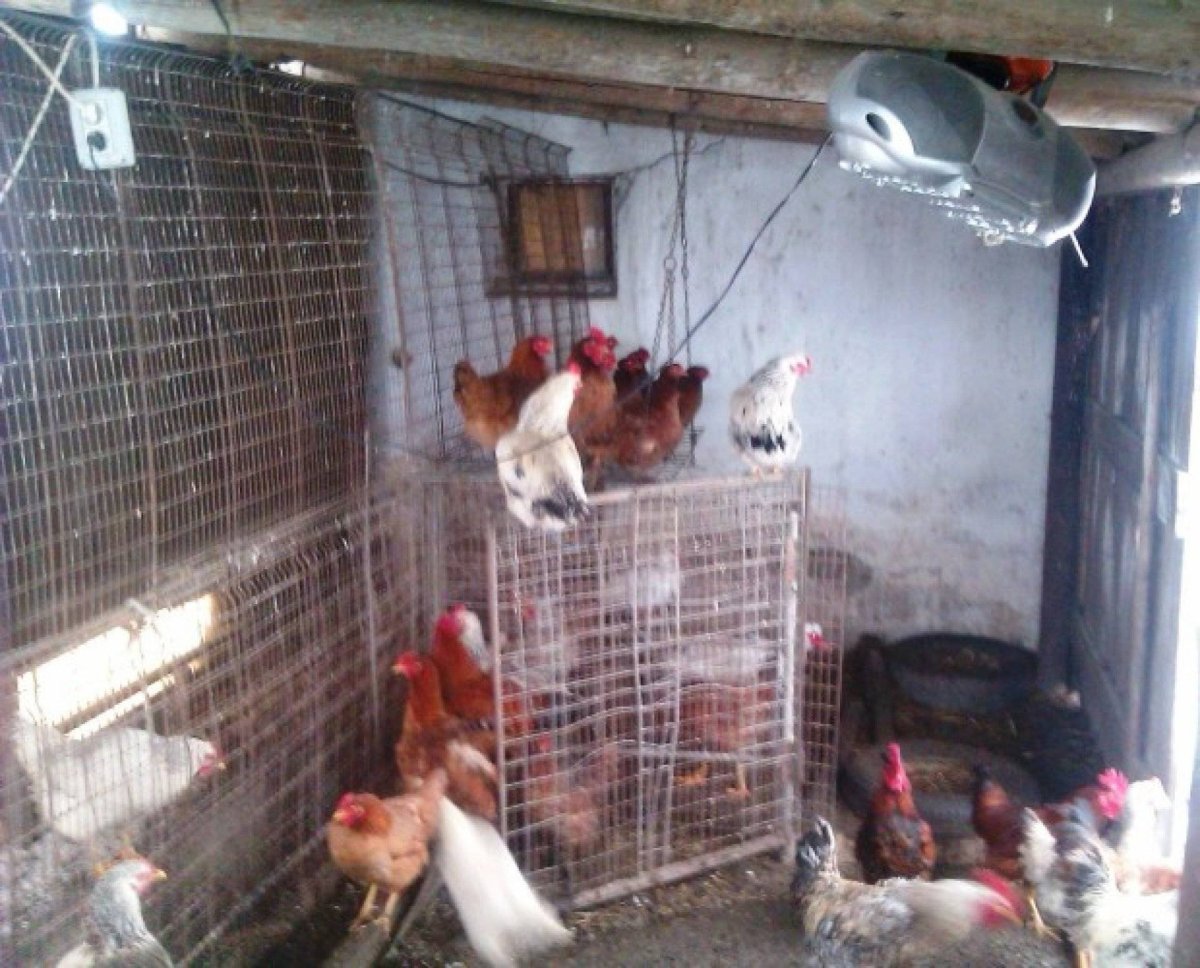 Курятник защита