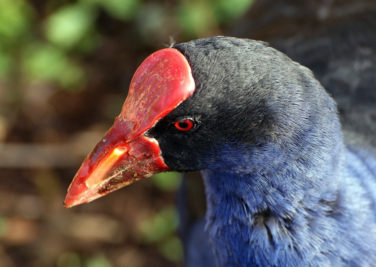 Pukeko птица