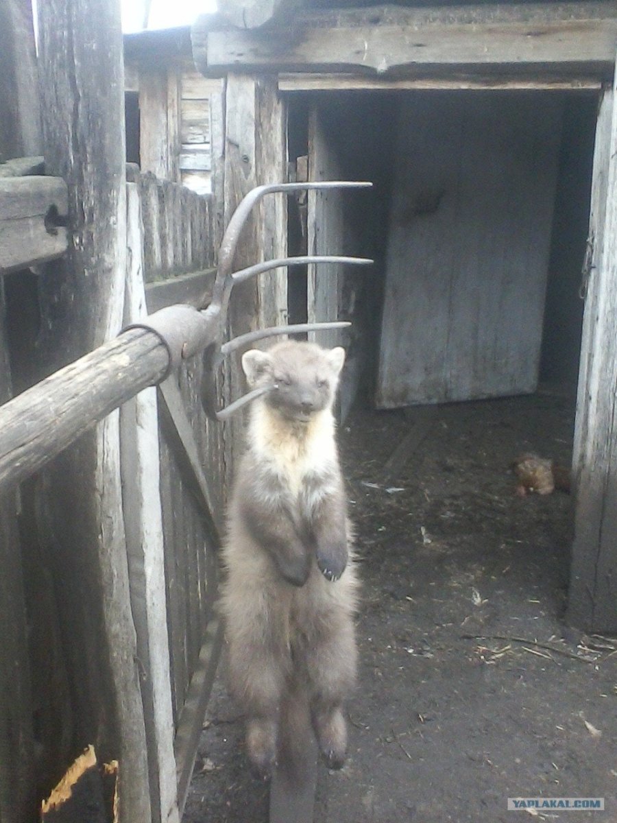 Животное хищник душит кур