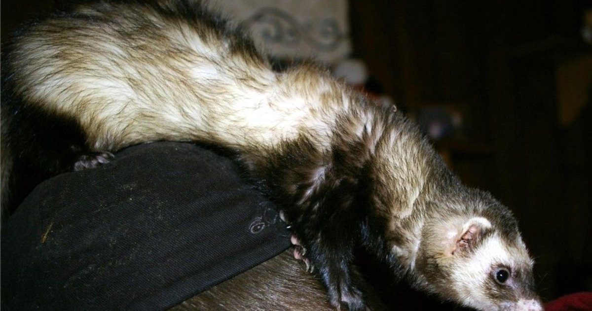 Хорёк домашний