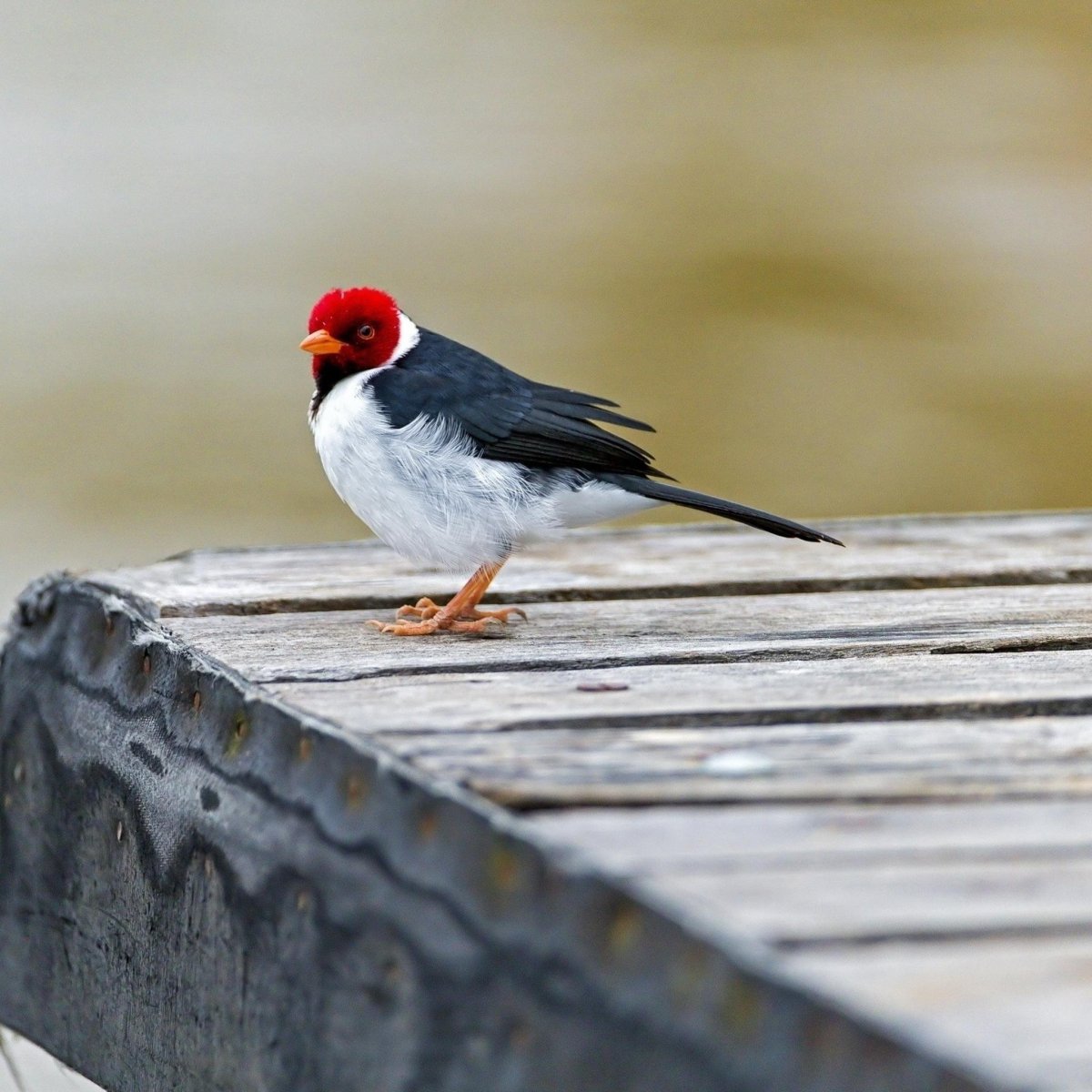 Птица с красным клювом маленькая