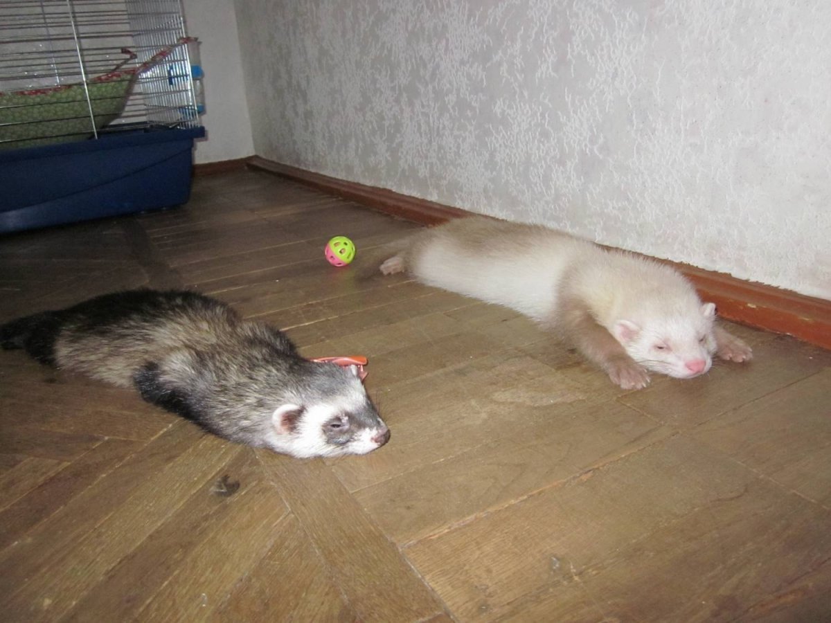 Хорьки домашние