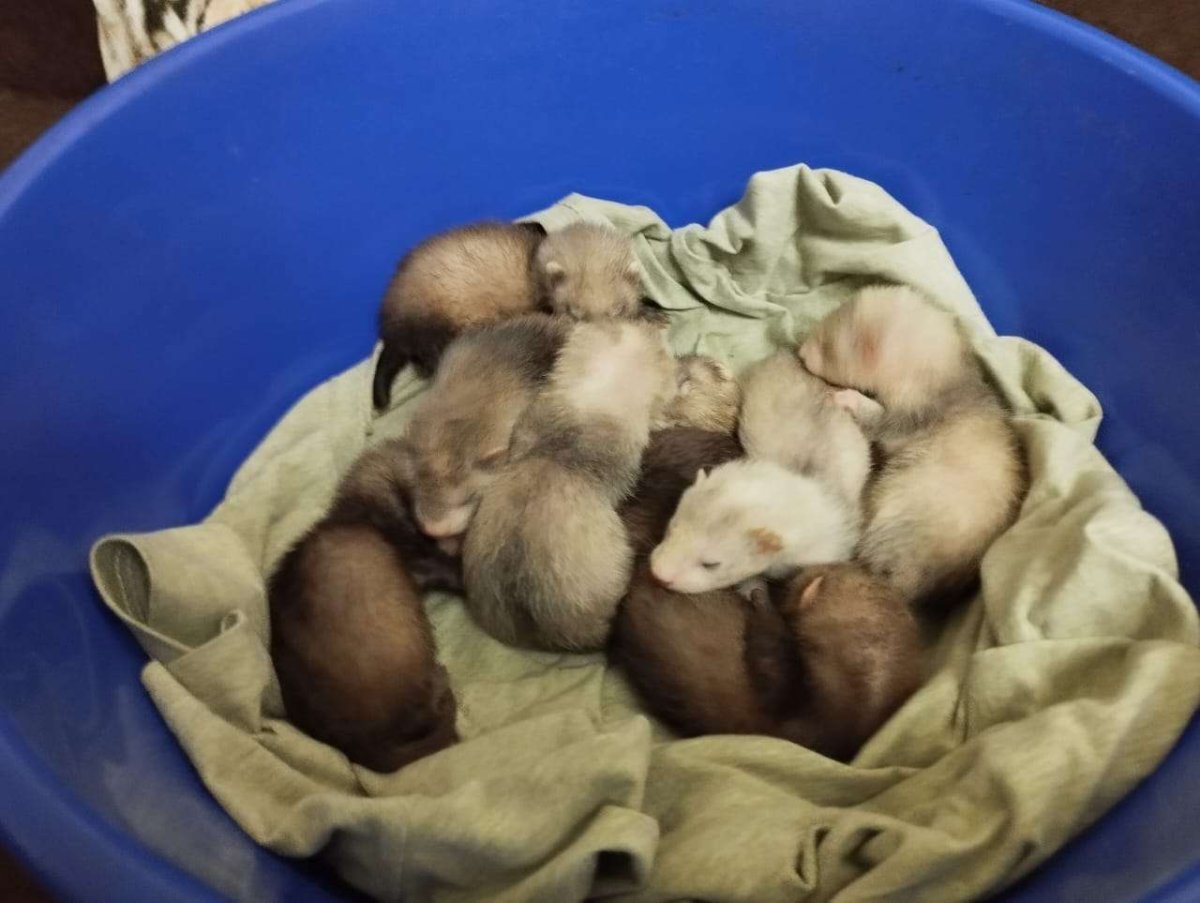 Хорек детектив