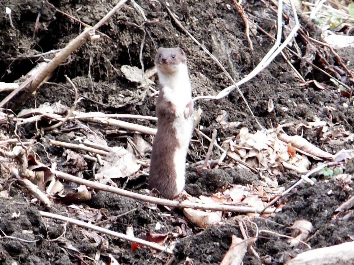 Лесной хорёк