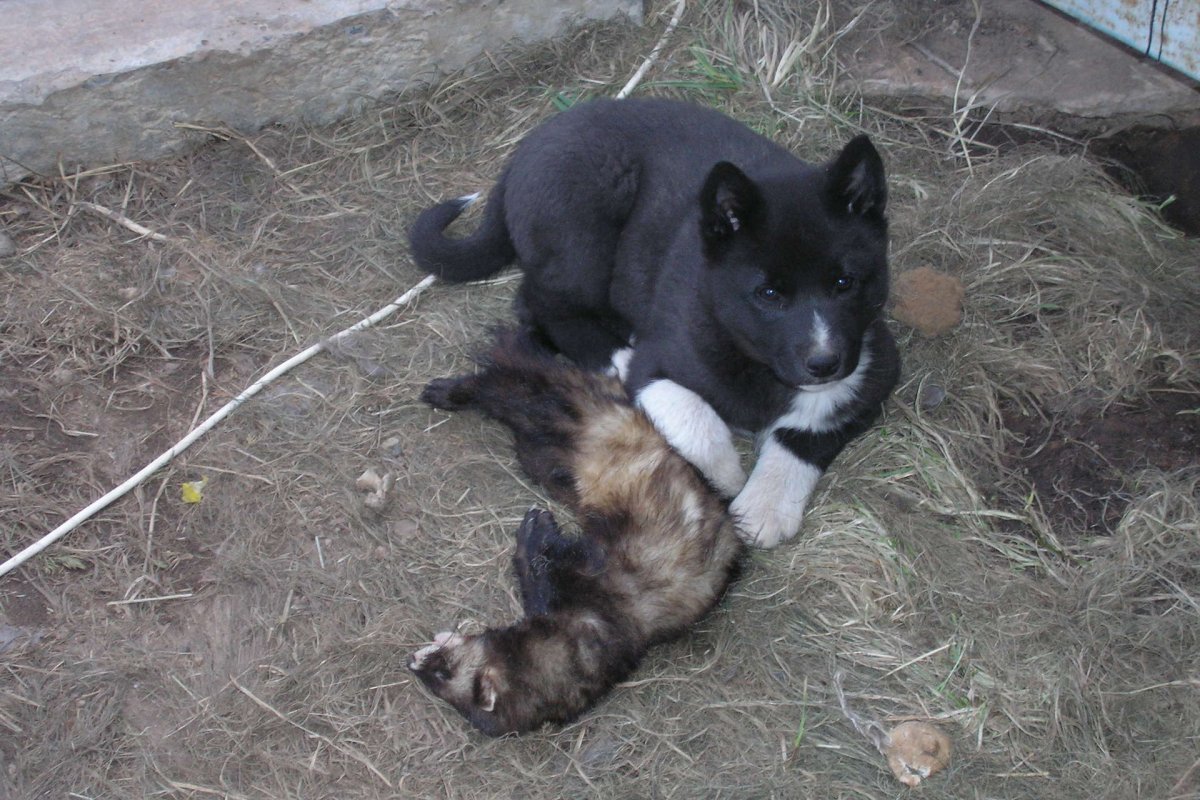 Щенки норки домашние