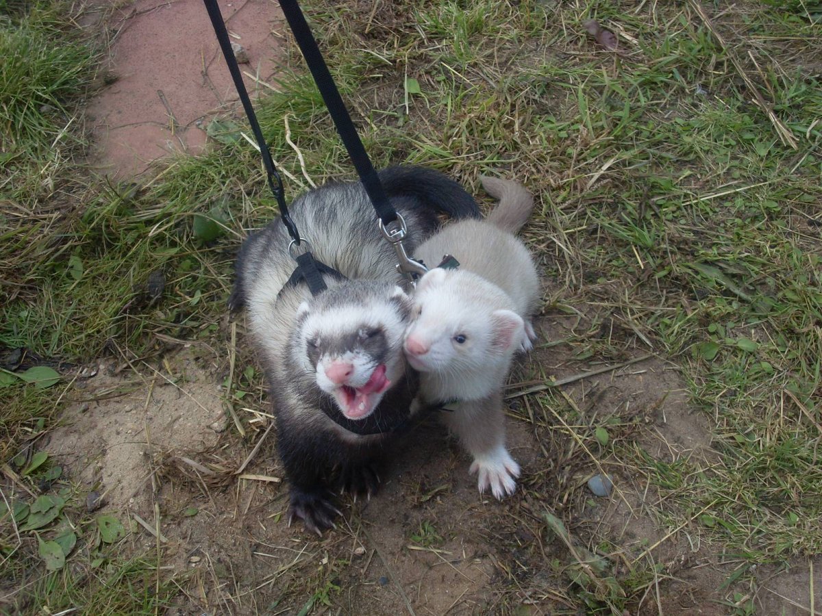 Хорек с добычей