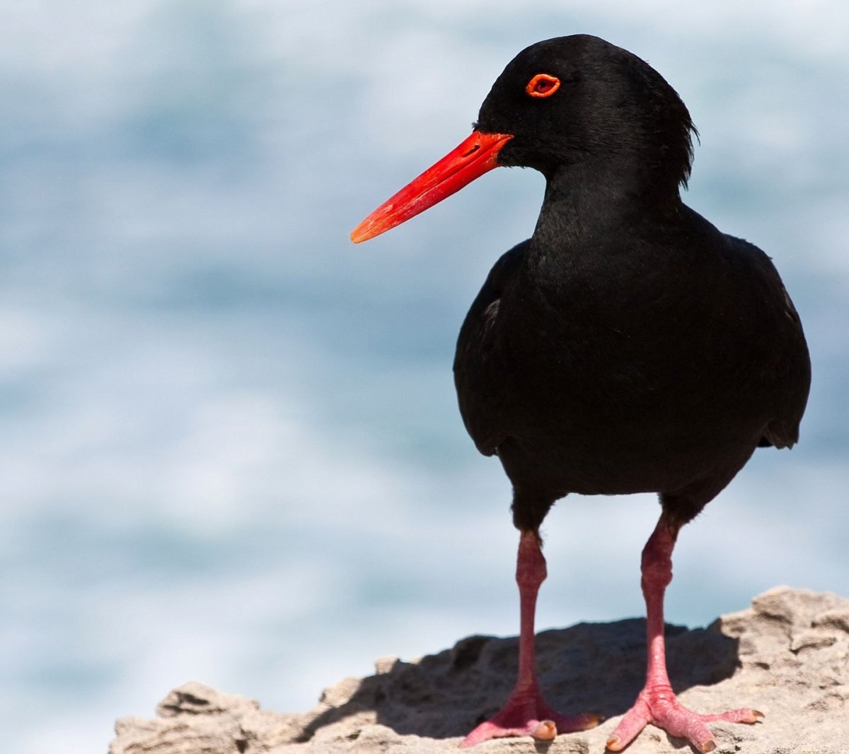 Кулик птица черный