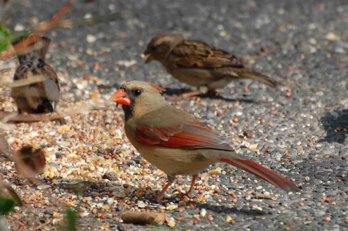 Маленькая коричневая птичка