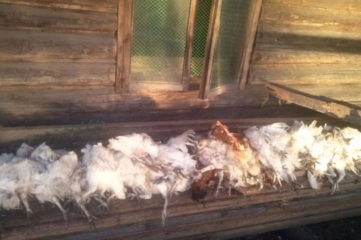 Убитые куры в курятнике