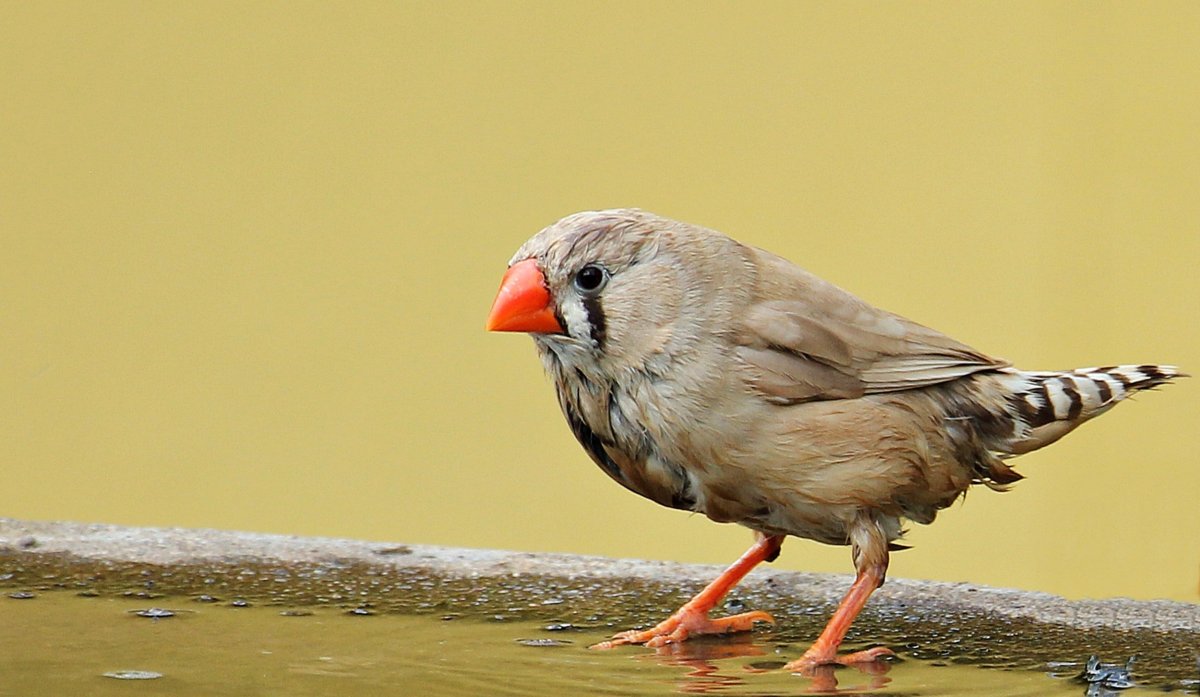 Zebra Finch птица