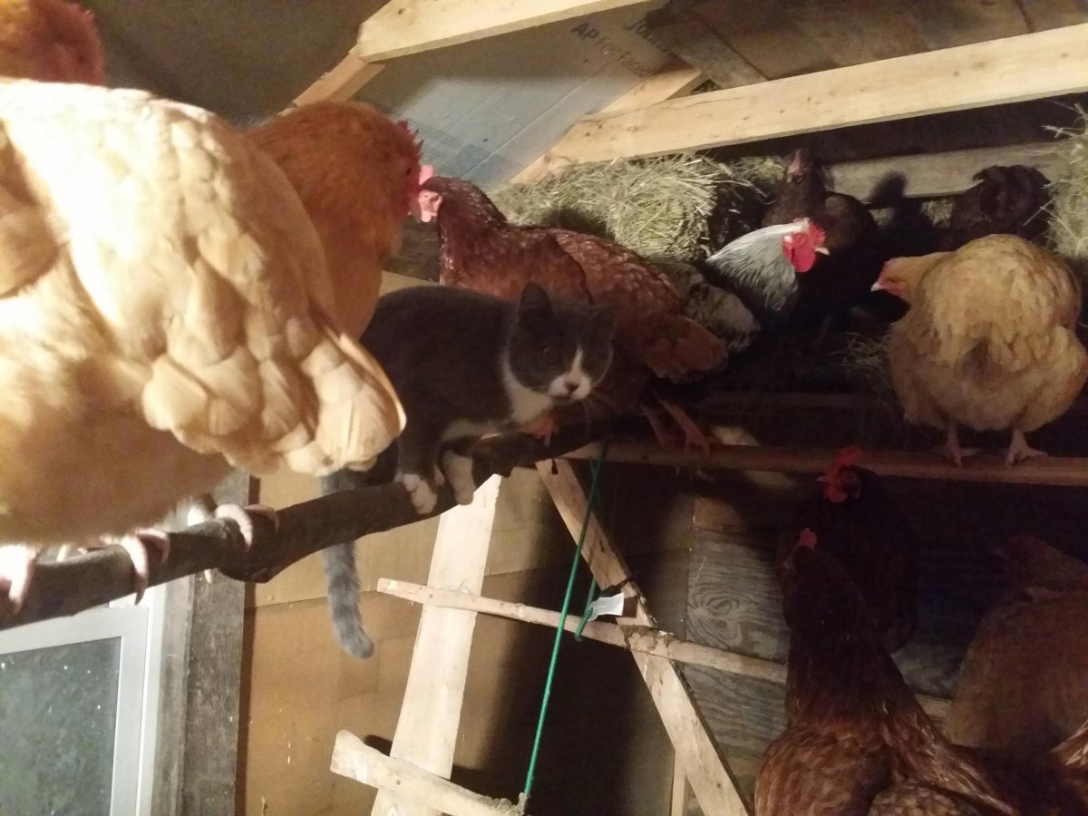 Куры в курятнике