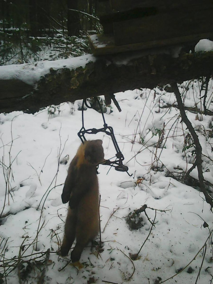 Капканы на хоря в курятнике