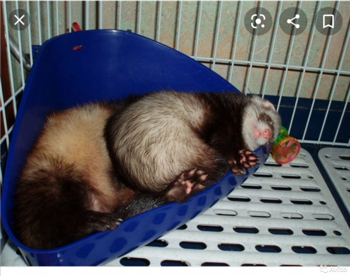 Лоток для хорька