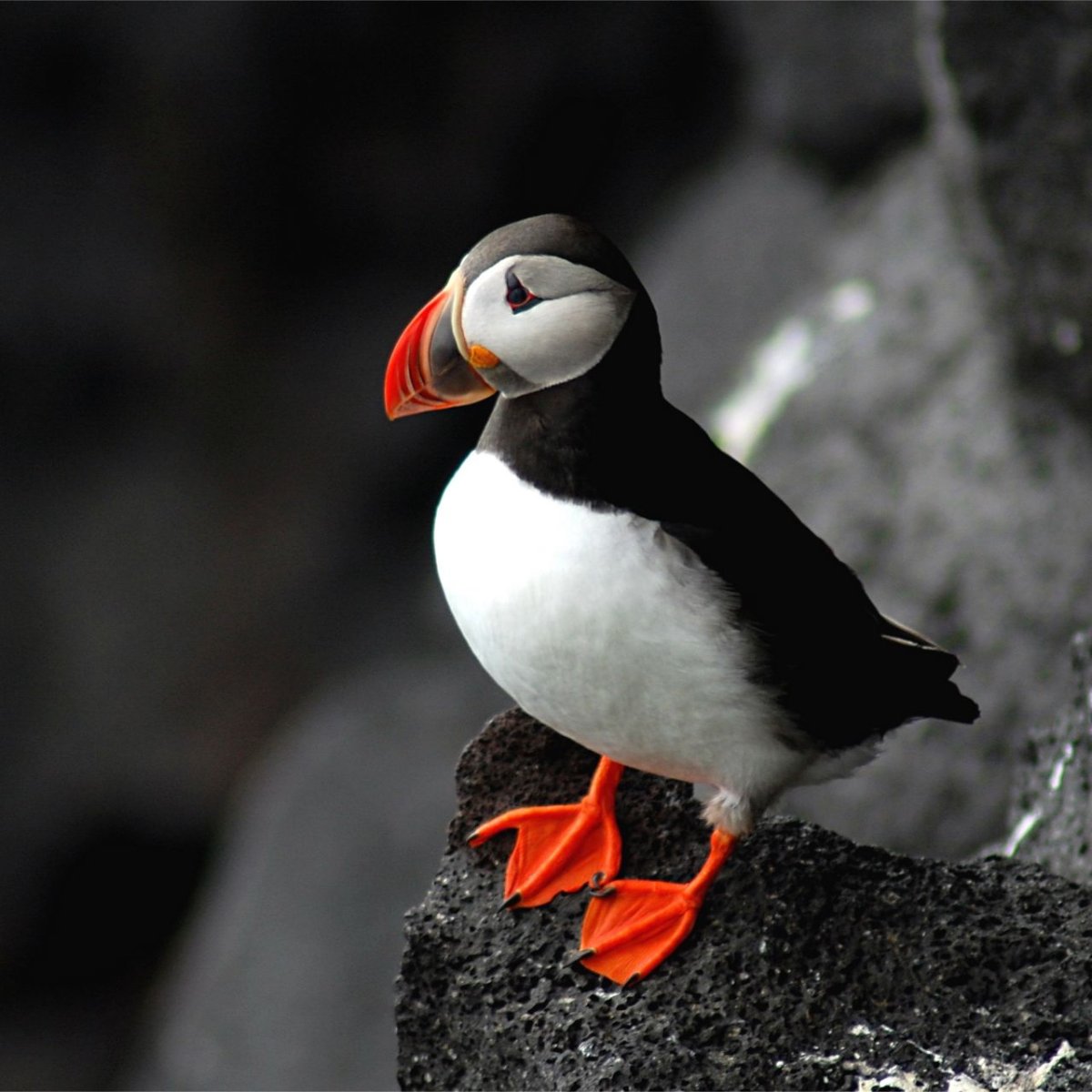 Атлантический тупик (Fratercula Arctica)