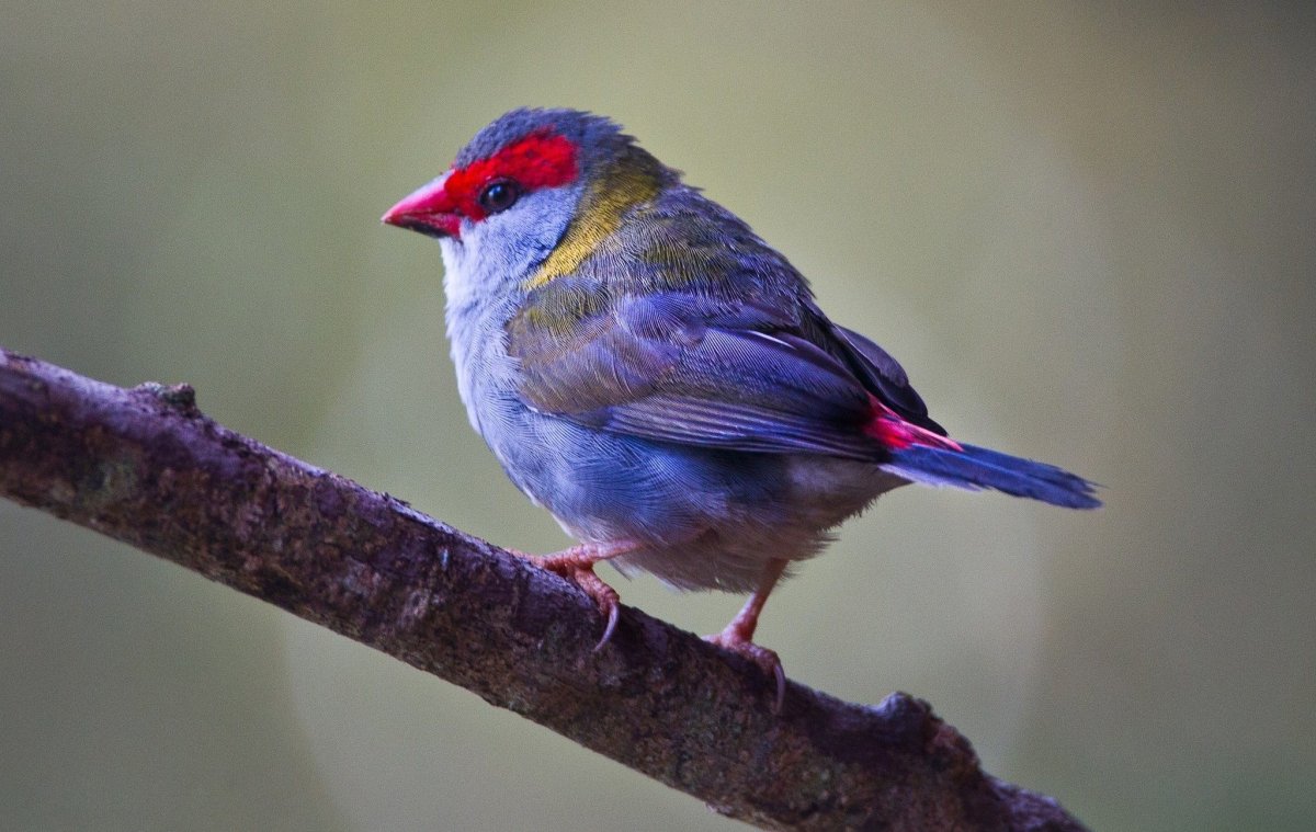 Жемчужный астрильд